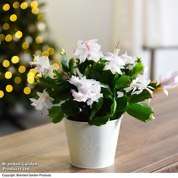 Christmas Cactus 'White' - Gift