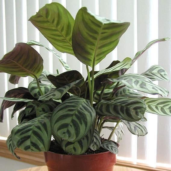 Calatheas concinna 'Freddie'