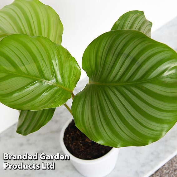 Calathea orbifolia