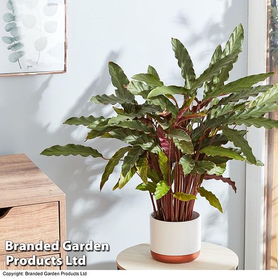 Calathea rufibarba