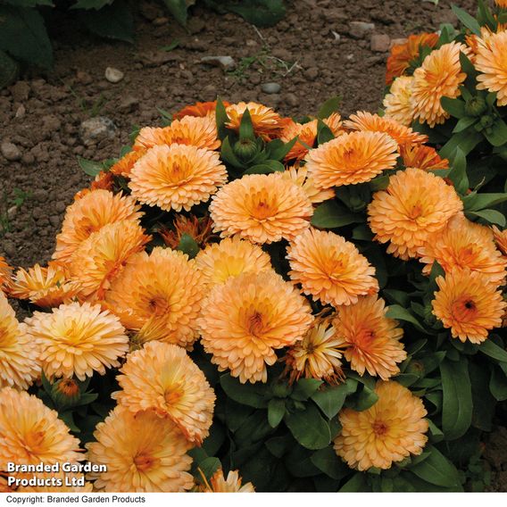 Calendula 'Bon Bon Mix'