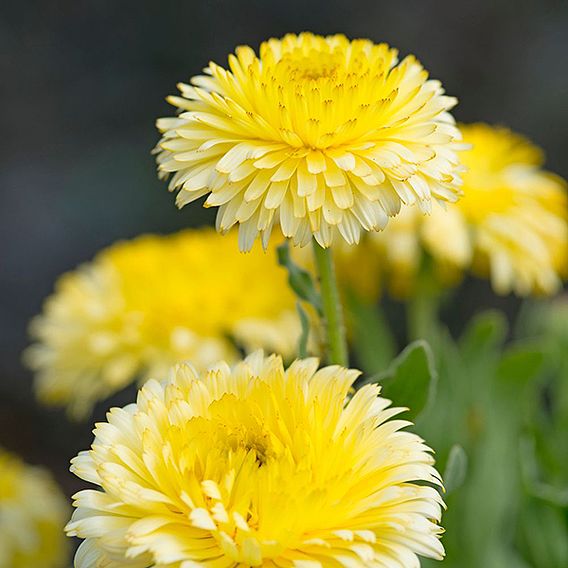 Calendula officinalis 'Double Lemon' - Seeds