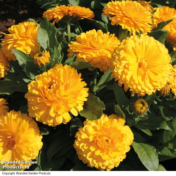 Calendula 'Bon Bon Mix'