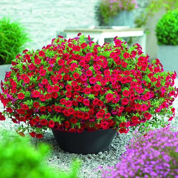 Calibrachoa 'Million Bells Scarlet'