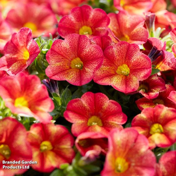 Calibrachoa 'Uno Bakari'