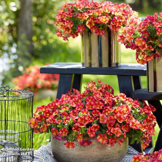 Calibrachoa 'Uno Bakari'