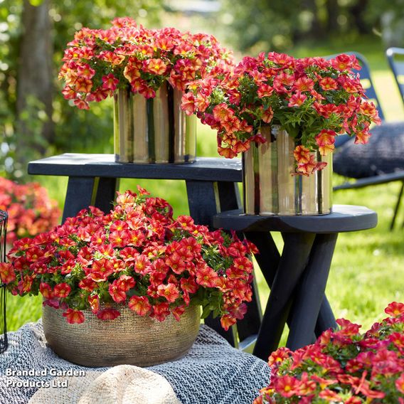 Calibrachoa 'Uno Bakari'