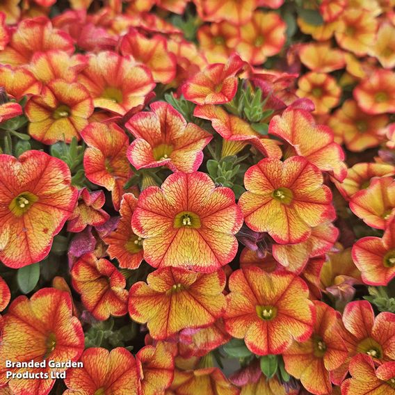 Calibrachoa 'Uno Bakari'