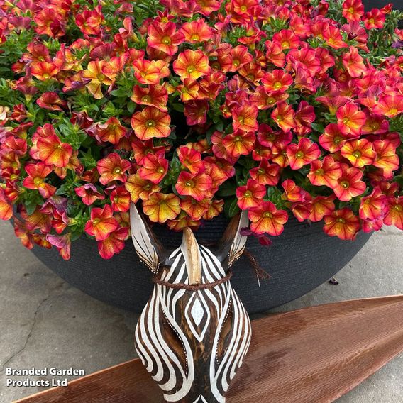 Calibrachoa 'Uno Bakari'