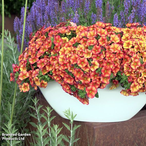 Calibrachoa 'Uno Bakari'