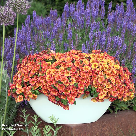 Calibrachoa 'Uno Bakari'