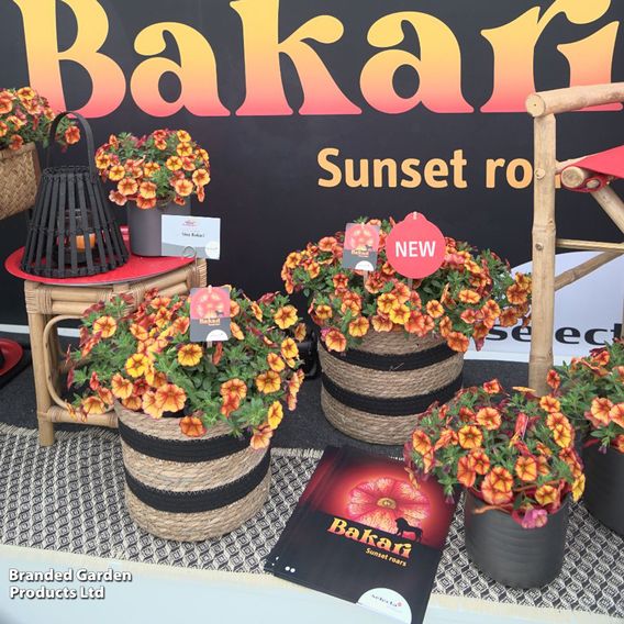 Calibrachoa 'Uno Bakari'