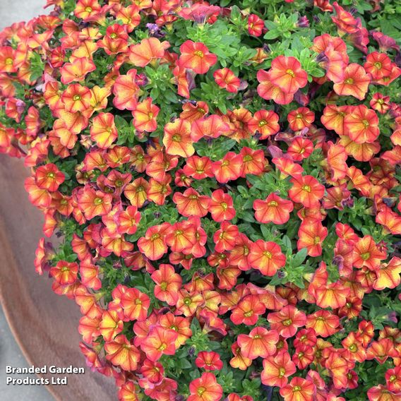 Calibrachoa 'Uno Bakari'