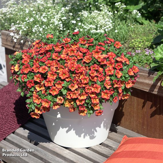 Calibrachoa 'Uno Bakari'