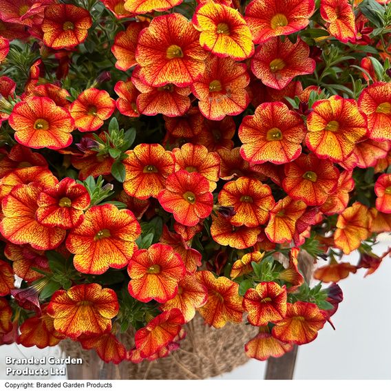 Calibrachoa 'Uno Bakari'