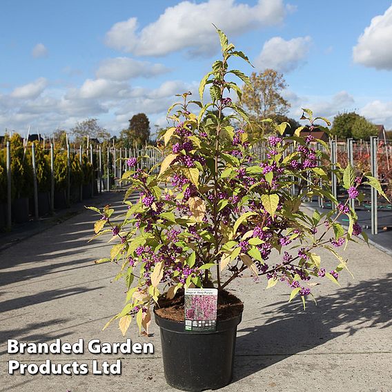 Callicarpa bodinieri 'Magical Deep Purple'