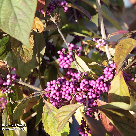 Callicarpa bodinieri var. giraldii 'Profusion'