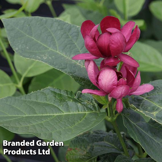 Calycanthus floridus 'Aphrodite'