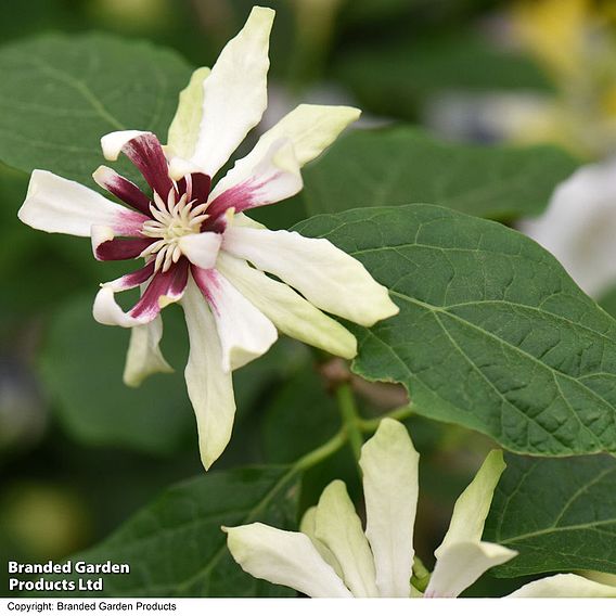 Calycanthus 'Venus'