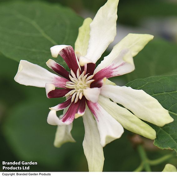 Calycanthus 'Venus'