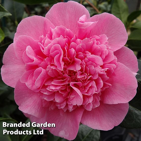 Camellia x williamsii 'Debbie'