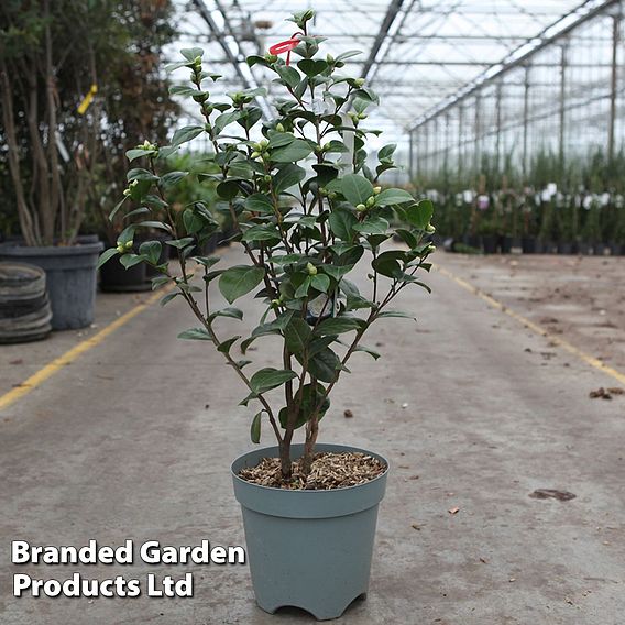 Camellia japonica