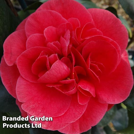 Camellia japonica 'Lady Campbell'