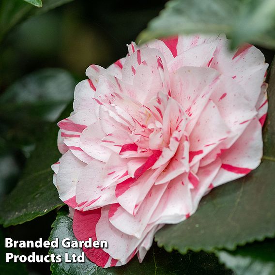 Camellia japonica 'Contessa Lavinia Maggi'