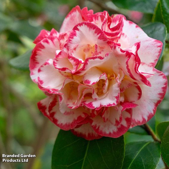 Camellia 'Margaret Davis'