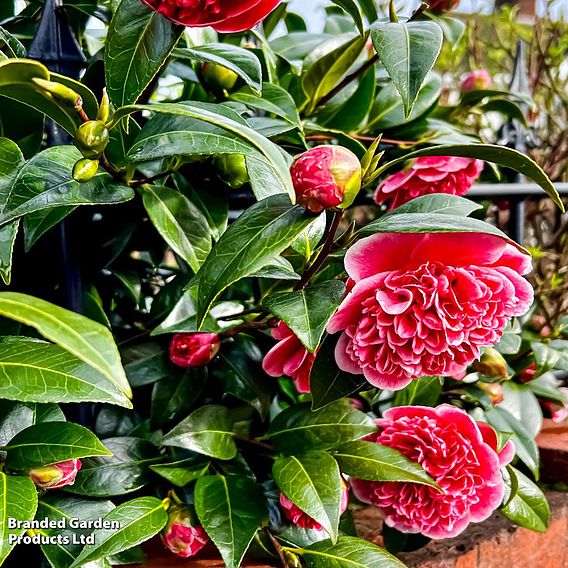 Camellia x williamsii 'Ruby Wedding'