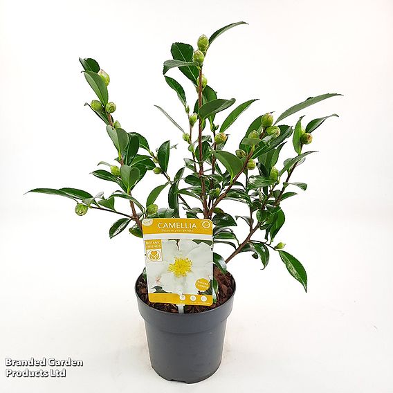 Camellia sasanqua 'White'