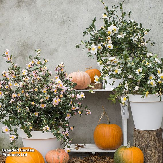 Camellia sasanqua 'White'