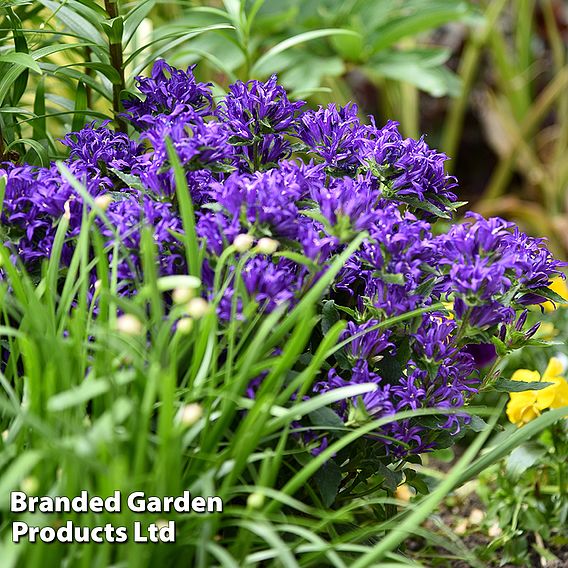 Campanula glomerata 'Blue Crown'