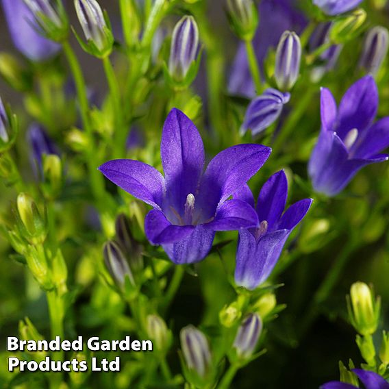 Campanula portenschlagiana