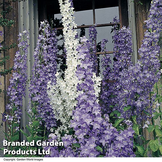 Campanula pyramidalis 'Blue'