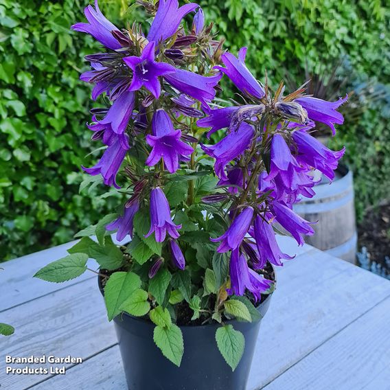 Campanula 'Rebelle'