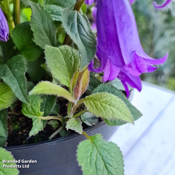 Campanula 'Rebelle'