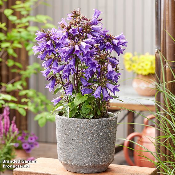 Campanula 'Rebelle'