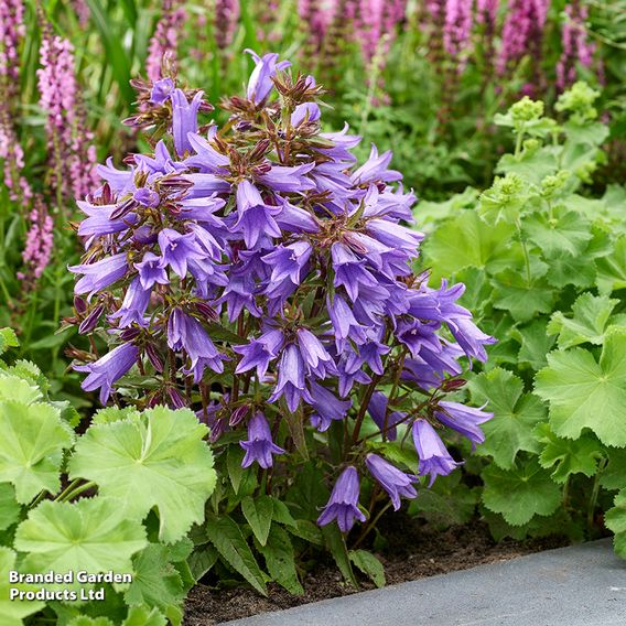 Campanula 'Rebelle'