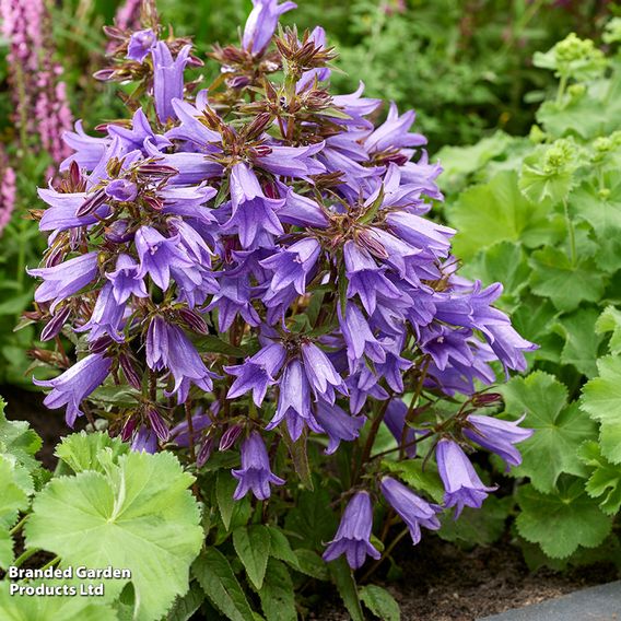 Campanula 'Rebelle'