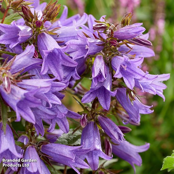 Campanula 'Rebelle'