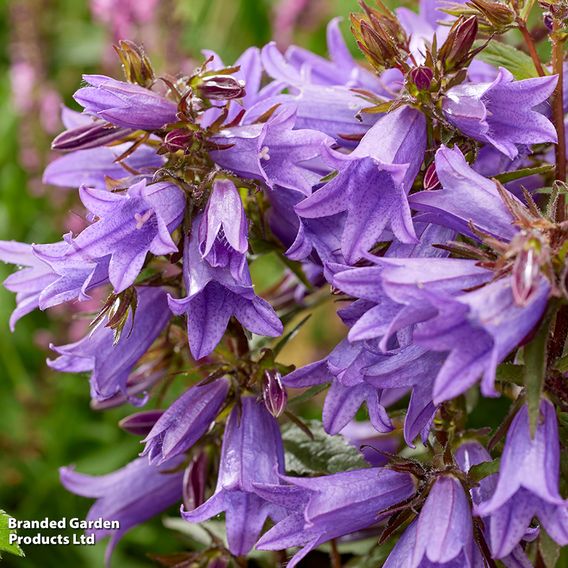 Campanula 'Rebelle'