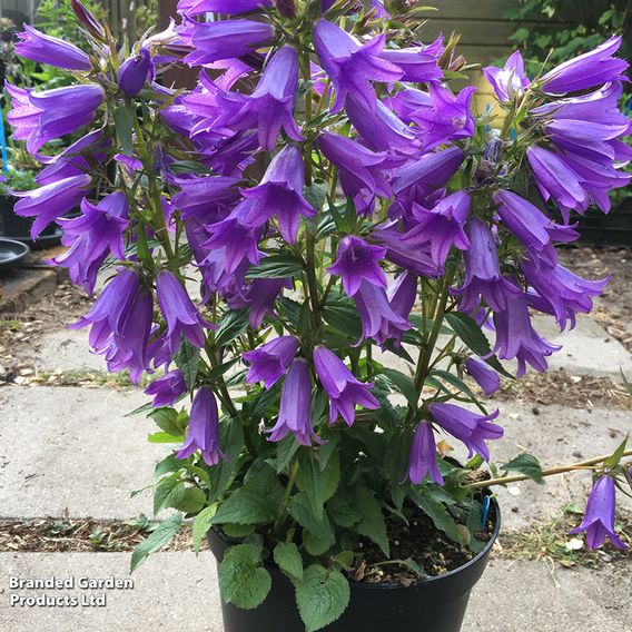 Campanula 'Rebelle'