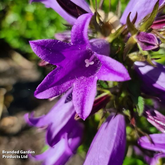 Campanula 'Rebelle'