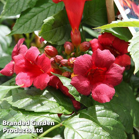 Campsis radicans 'Stromboli'