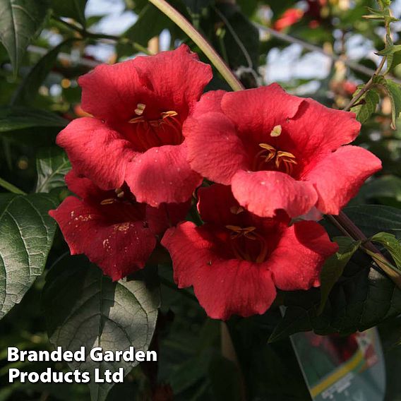 Campsis radicans 'Stromboli'