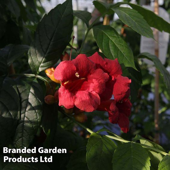 Campsis radicans 'Stromboli'