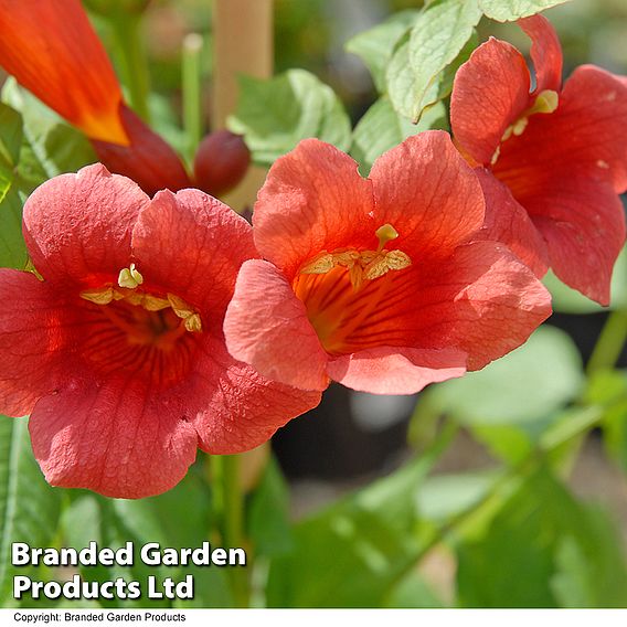 Campsis radicans 'Stromboli'