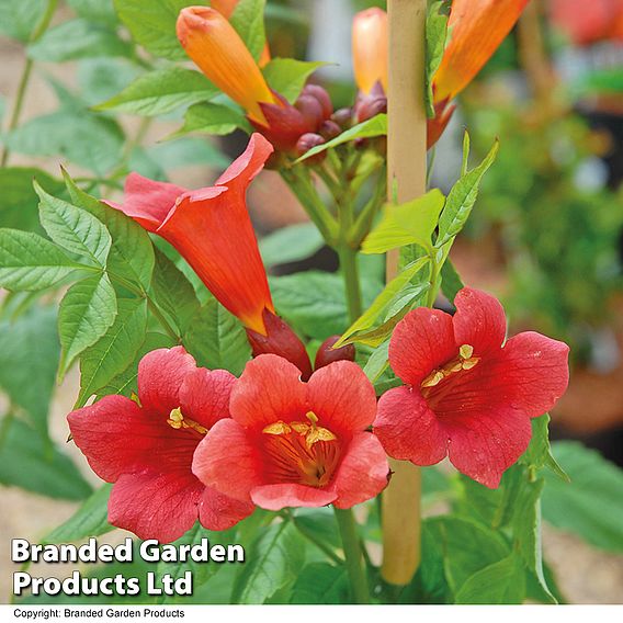 Campsis radicans 'Stromboli'