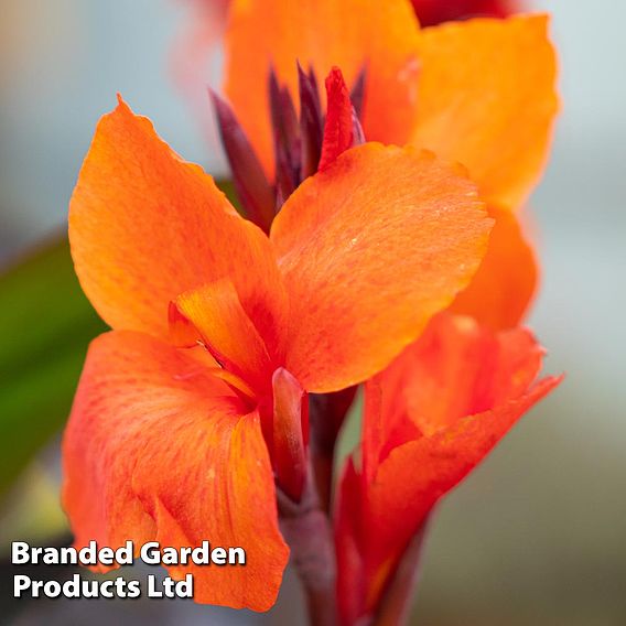 Canna x generalis 'Cannova Trio'